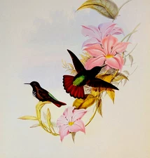 Gould PAMELA'S SUN-BEAM Hummingbird Illustration Bird Art Print Bookplate 181