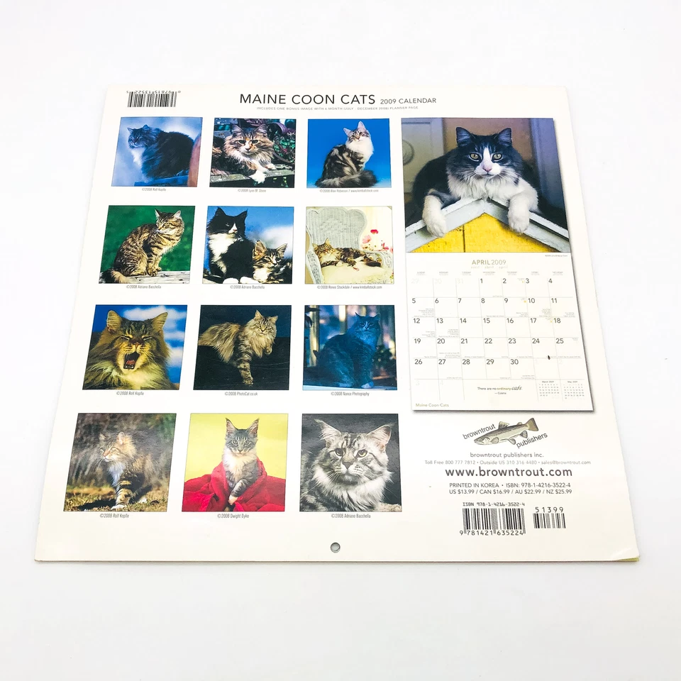 Maine Coon Cats Calendar 2009 Feline Animals Pets Rolf Kopfle Adriano Bacchella - Image 2 of 4