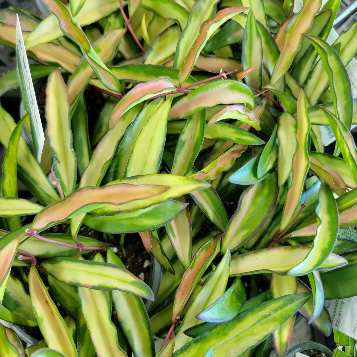 Variegated Hoya wayetii – Rare Wax Plant with Stunning Cream and