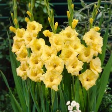 5 - CHARISMA GLADIOLUS Flower Bulbs  MAKES GORGEOUS ARRANGEMENTS