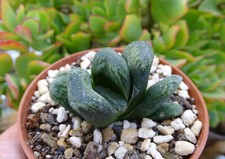 HAWORTHIA TRUNCATA EASTBOURNE cactus  kakteen cacti caudex plante grasse 1