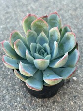 Echeveria Raspberry Ice Echeveria Live Succulents Plant 2” Fully Rooted