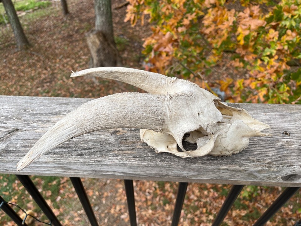 Goat Skull, Biology, Halloween,Taxidermy, Tennessee Farm, Horns