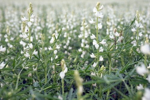 Lupinus arboreus White (Tree Lupin) - 25 seeds