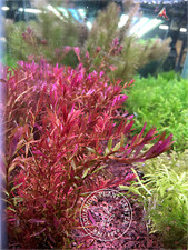 Rotala macrandra mini, Live Aquarium/Background/Red Plant, Planted Tank