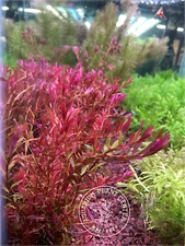 Rotala macrandra mini, Live Aquarium/Background/Red Plant, Planted Tank