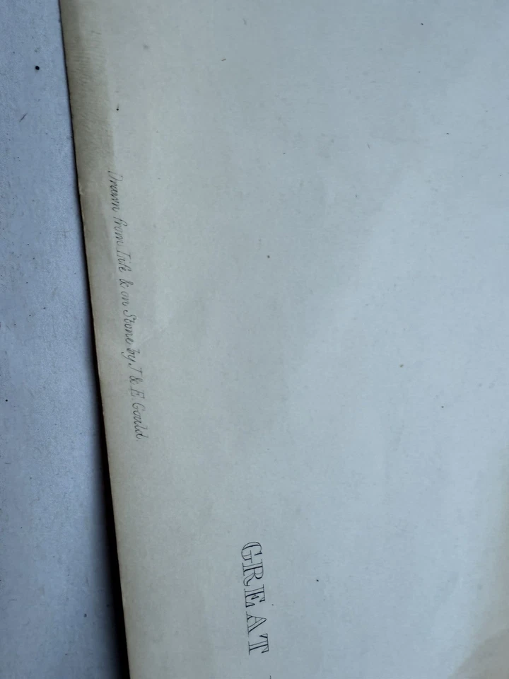 21” Original John Gould Great Black Woodpecker (Dryocopus martius) Lithograph - Image 4 of 4