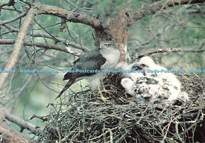 D108910 Spatz Falke und Junge. J. Arthur Dixon. D. Balharry. 1976