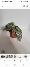 Begonia Miss Mummy In 4 Inch Pot