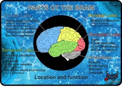 Poster Teile des Gehirns - Beschriftete Hirnlappen und Funktionen Tabelle, Neurowissenschaften