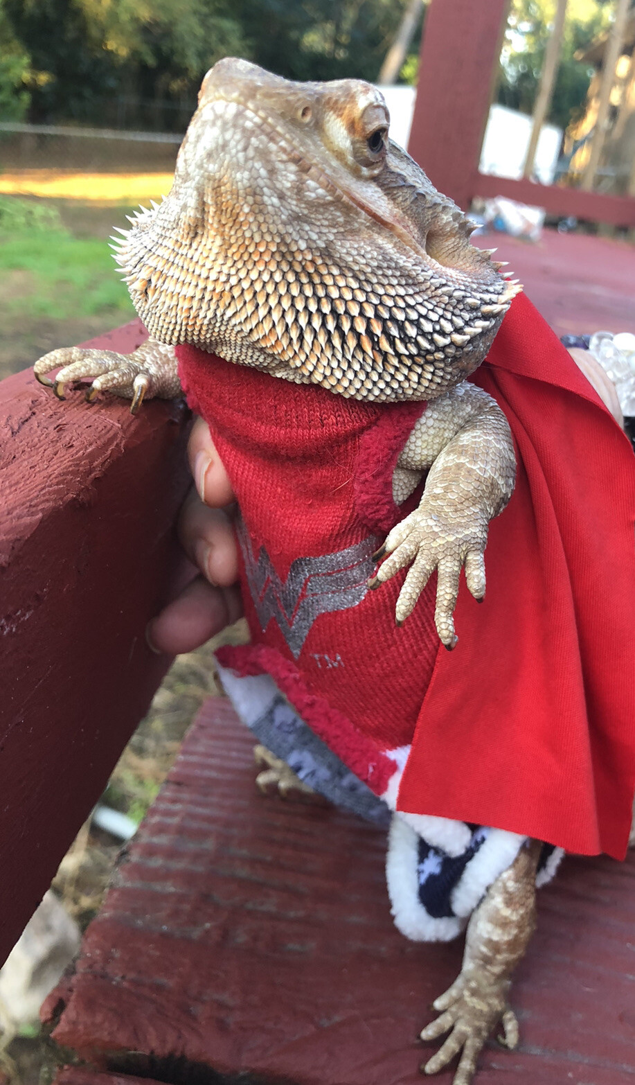 Bearded Dragon Costumes For People
