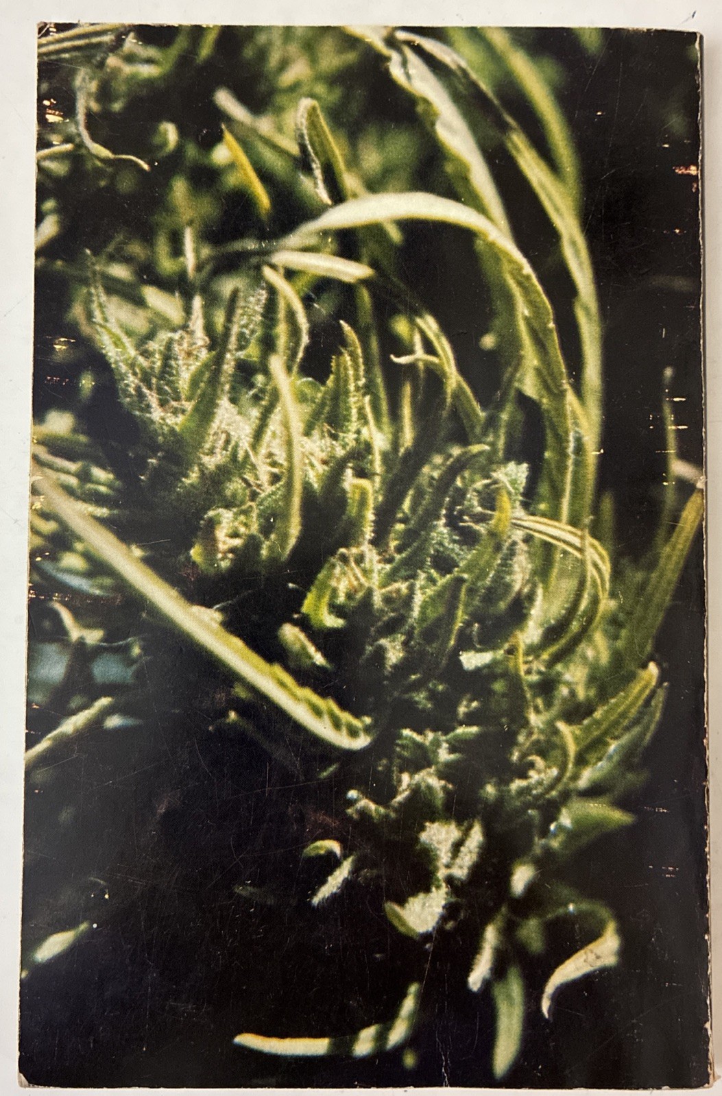 Caretaking the Wild Sinsemilla Seedless Cannabis A. Seed 1979 Third Edition PPK