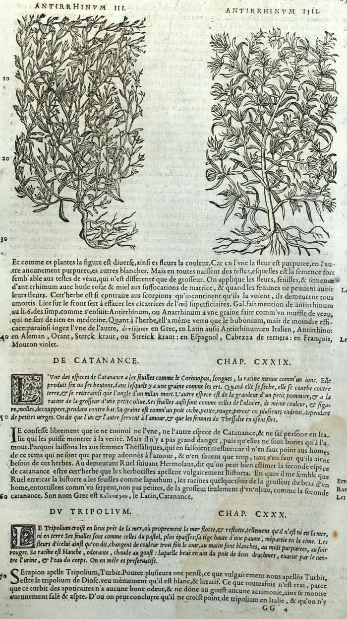 Plante Fleur Antirrhinum Botanique Matthioli Mattioli Matthiole ...