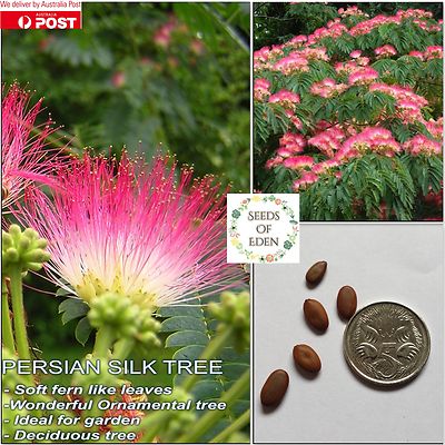 10 Persian Silk Tree Seeds Albizia Julibrissin Popular Ornamental Tree Ebay