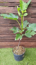 FICUS carica "Brown Turkey", FIGUIER "Brown Turkey" Plant de 40cm!!