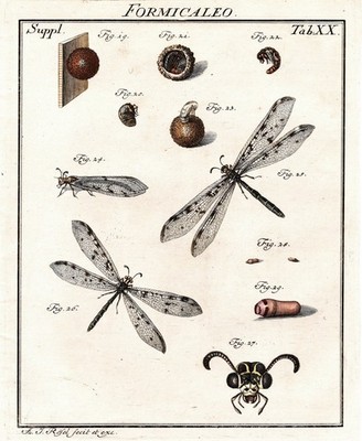 Tab XX Libellen dragonflies dragonfly engraving Kupferstich Rösel Rosenhof 1746