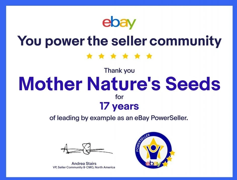 Daisy ENGLISH Mixed Color Low Grow Groundcover, Borders, Rock Gardens 1000 Seeds - Image 2 of 4