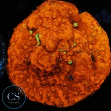 CS WWC GRAFTED MONTI - WYSIWYG LIVE CORAL