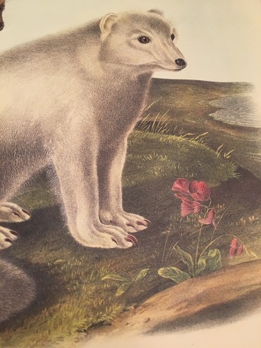 Arctic Fox Audubon Animal Print Poster Suitable For Framing. New. 10 X 13 - Picture 5 of 9