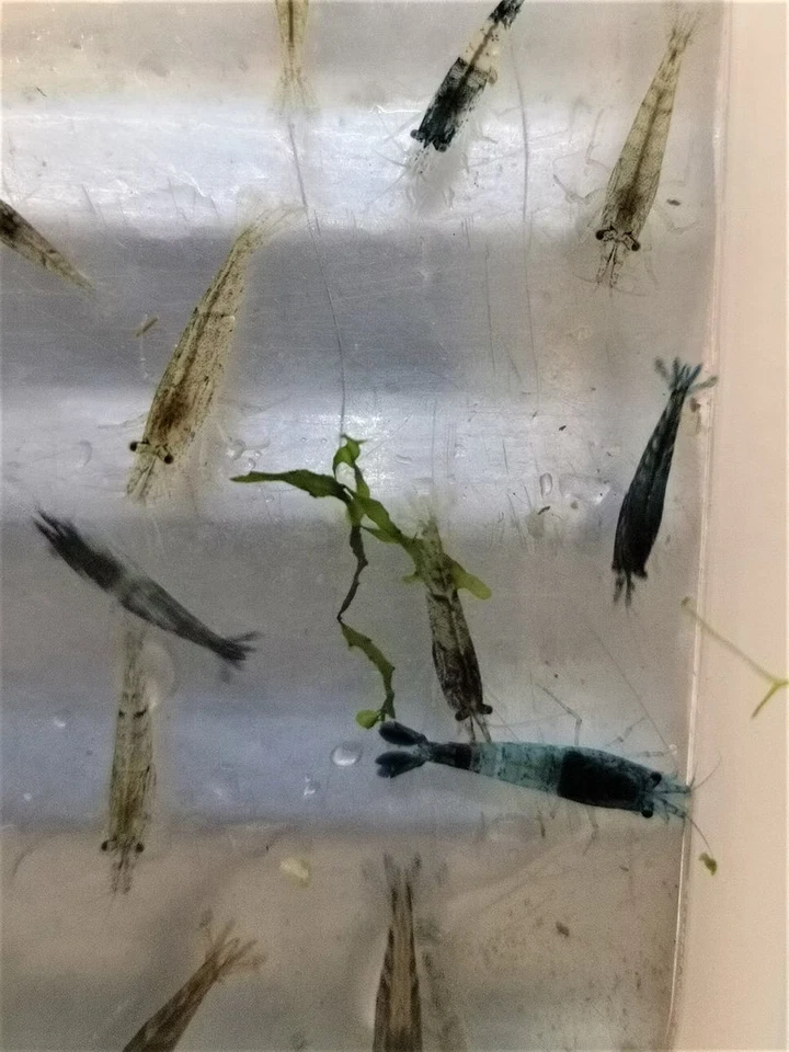 Lot De 10 Crevettes Neocaridina Déclassées Aquarium Poissons Plantes - Photo 3/4