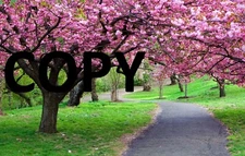 Digital Image photo picture JPEG file