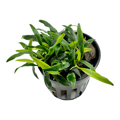 Anubias Minima Dragon Claw | Aquarium Plants Factory® | eBay