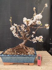 bonsai di  prunus tormentosa h 42 cm visita il negozio