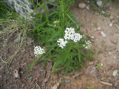 2 Ounces Of Dried & Sifted White Yarrow Leaf & Flower From East Arizona
