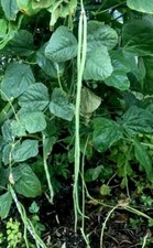 15 Asparagus Bean Seeds /Yard-Long Beans FL-Grown. Summer Crop. High-Yields
