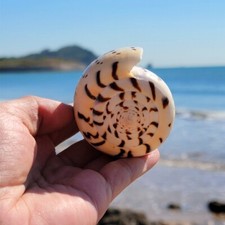 1X Fish Tank Natural Conch Spiral Shell Specimen Aquarium Landscape Home Decors