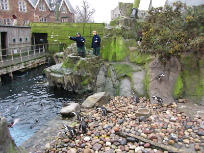 Photo 6x4 Penguin feeding time Bristol Zoo  c2012