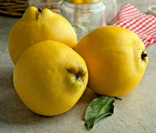 20 Common Quince (Cydonia oblonga) Fruit Tree Seeds, Sweet Edible Fruits