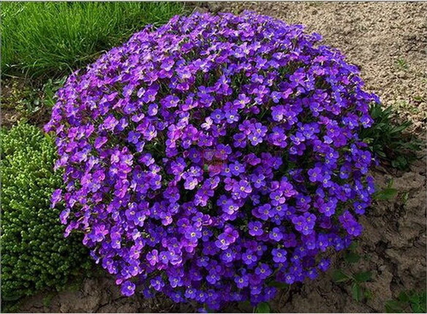 Aubretia deals