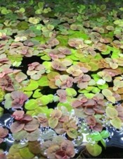 Red Root Floater Phyllanthus Fluitans Live Aquarium Floating Plant Easy