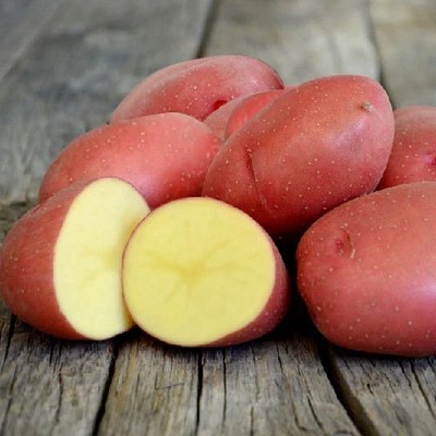 SCHÖNE Kartoffelsamen 0,02g Bio gute Ernte Garten Weltweiter Versand