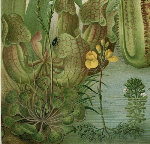 Botanical Carniverous Plants Venus Fly Trap Pitcher Plant Poster Print - Picture 2 of 4