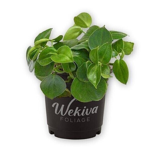 Peperomia Cupid - Live Plants in 4 Inch Growers Pots - Peperomia Scandens - Picture 1 of 7