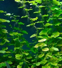 PennyWort Brazilian Hydrocotyle Leucocephala Freshwater Plant