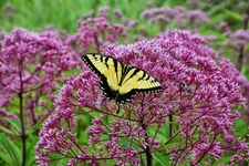 joe pye weed PINK perennial BUTTERFLIES 165 seeds! GroCo USA* BUY 15=SHIPS FREE