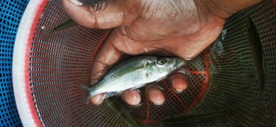 Malawi Eye Biter Md- Lg