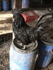 12+ FERTILE HATCHING EGGS POSSIBLE INDIO AYAM ISABELLA JERSEY GIANT BYM — photo 9