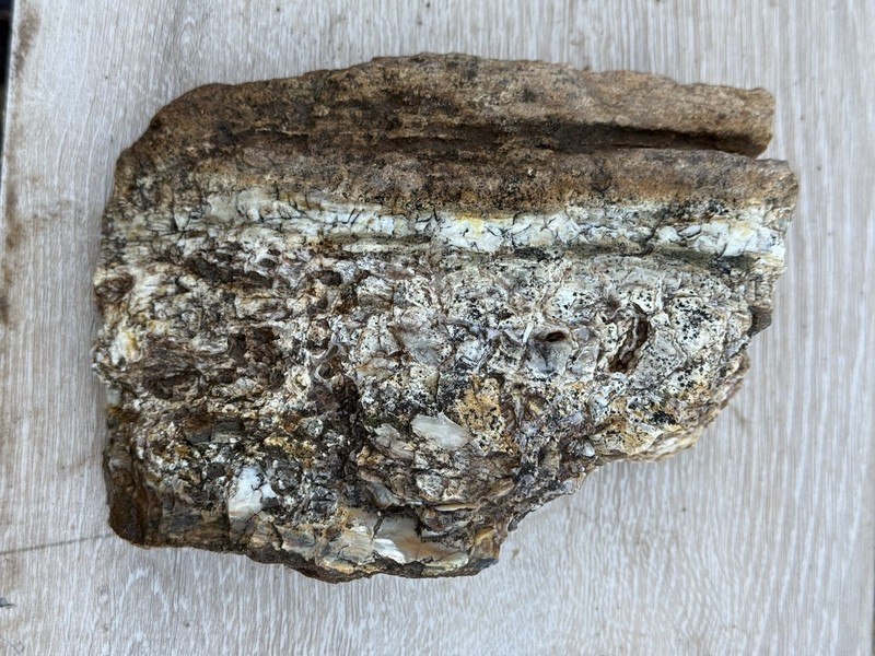Petrified Wood White Tan 2.32 Pounds