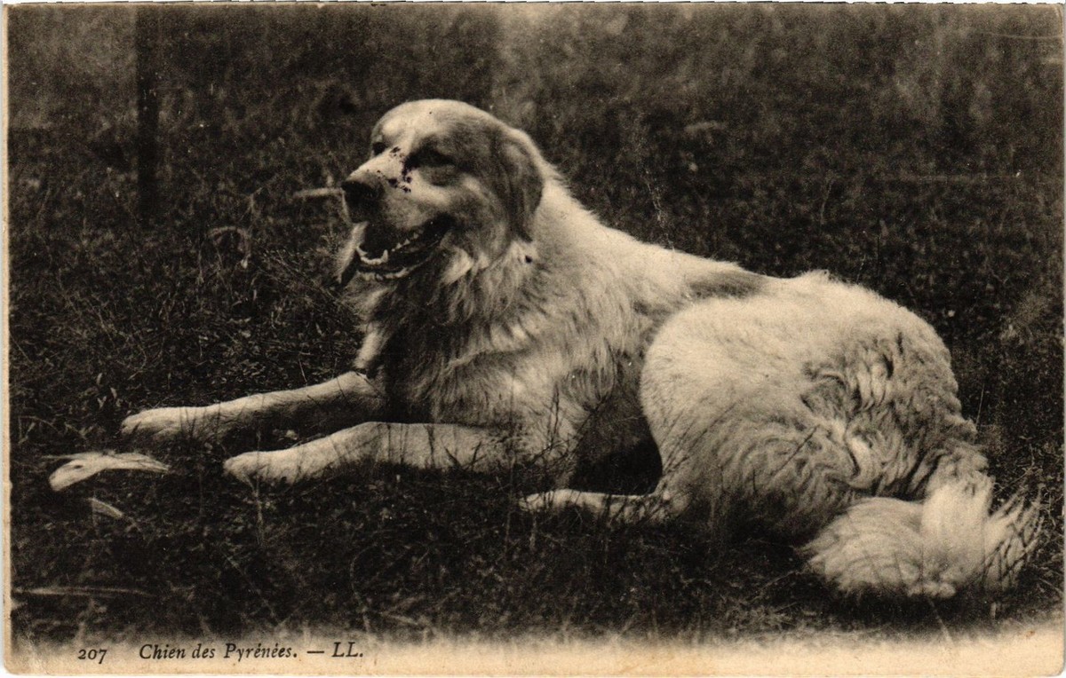 Carte Postale Ancienne - Chien Des Pyrénées - Originale - Occasion