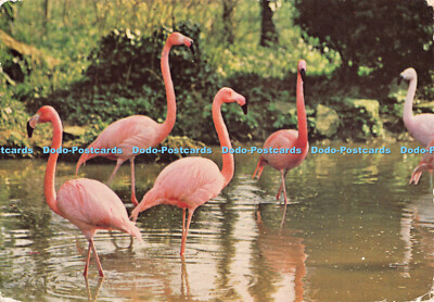 D078654 Somerset. Cuban and Chilean Flamingoes. The Tropical Bird Gardens. Rode.