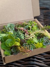 Sedum Cuttings Small Mixed Box .Simple Cuttings  Of Alpine
