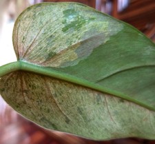 Rare Philodendron Pink Flush Whipple Way 17 Tall Not Aroid Anthurium Monstera Rare Philodendron Pink Flush Whipple Way 17 Tall Not Aroid Anthurium Monstera