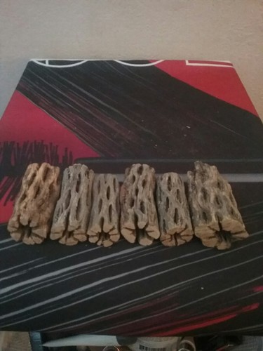 6 piezas GROSAS de madera CHOLLA de 3" | Peces, Pleco, acuario de camarones, cangrejo ermitaño - Imagen 2 de 6