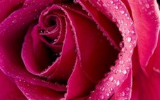 Diamond painting kit - Buton of roses by Diamondmosaic