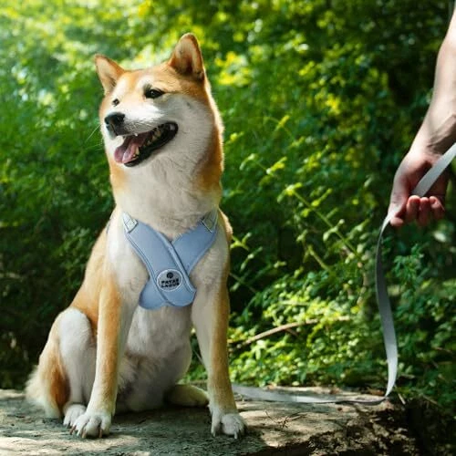 Dog Harness with Leash Set M (Neck 19.3-23.3'' Chest 22.5-25.6'') Blue