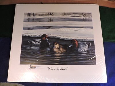 Paul Alico Limited Edition Print Signed ''Winter Redheads'' Ducks 75/110 16'' x 20''